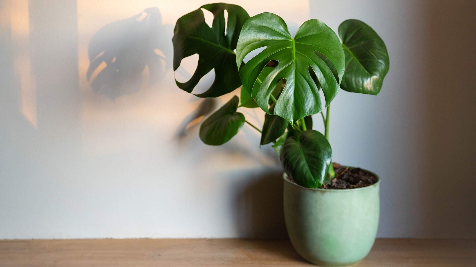 Warum die Zimmerpflanze Monstera so beliebt bleibt | Luxemburger Wort
