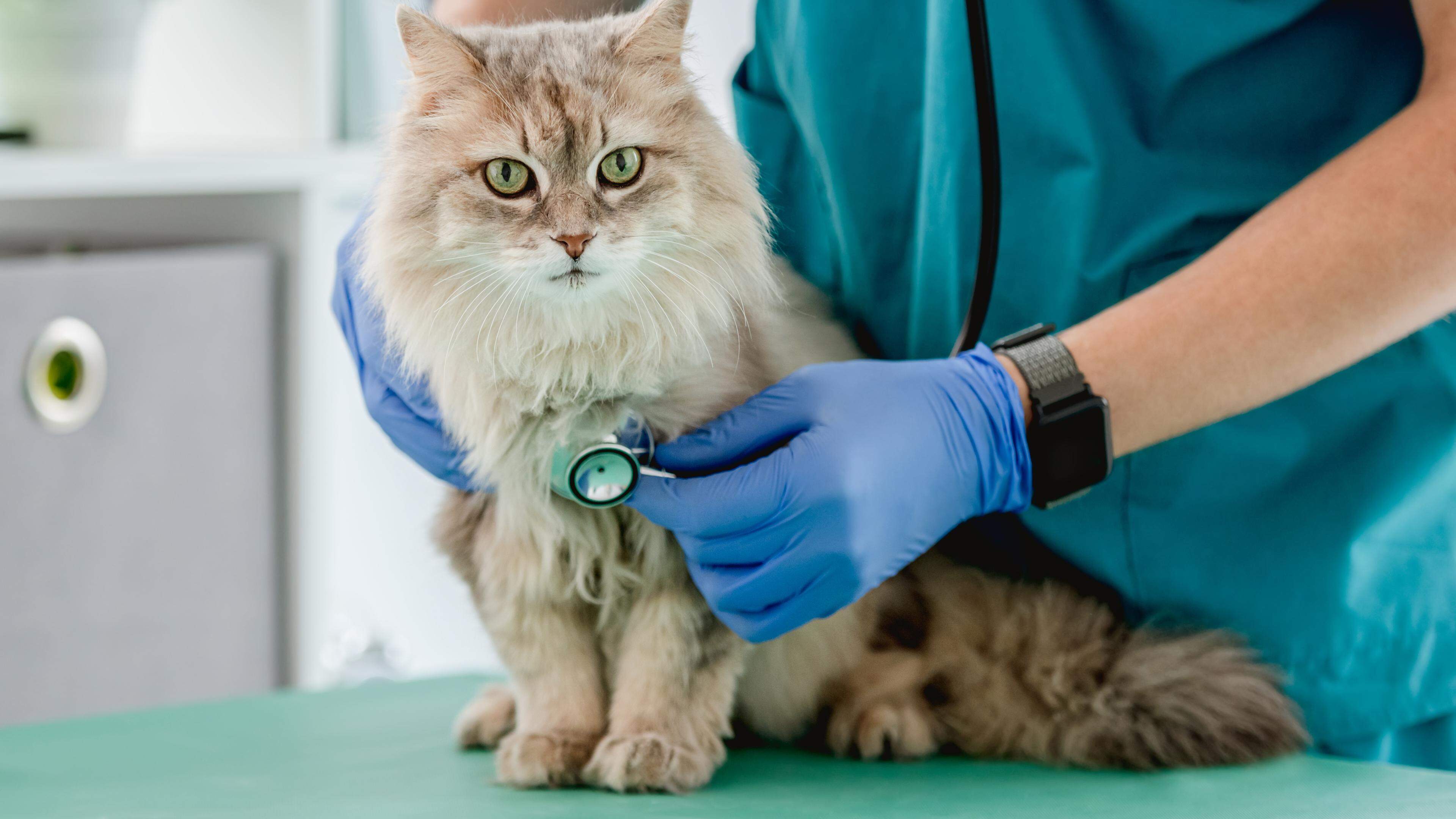 Sehr häufig werden Tierärzte mit Fällen von Schneckenkornvergiftungen konfrontiert, also Vergiftungen, bei denen Hunde und Katzen mit Schneckengift in Kontakt gekommen sind. 