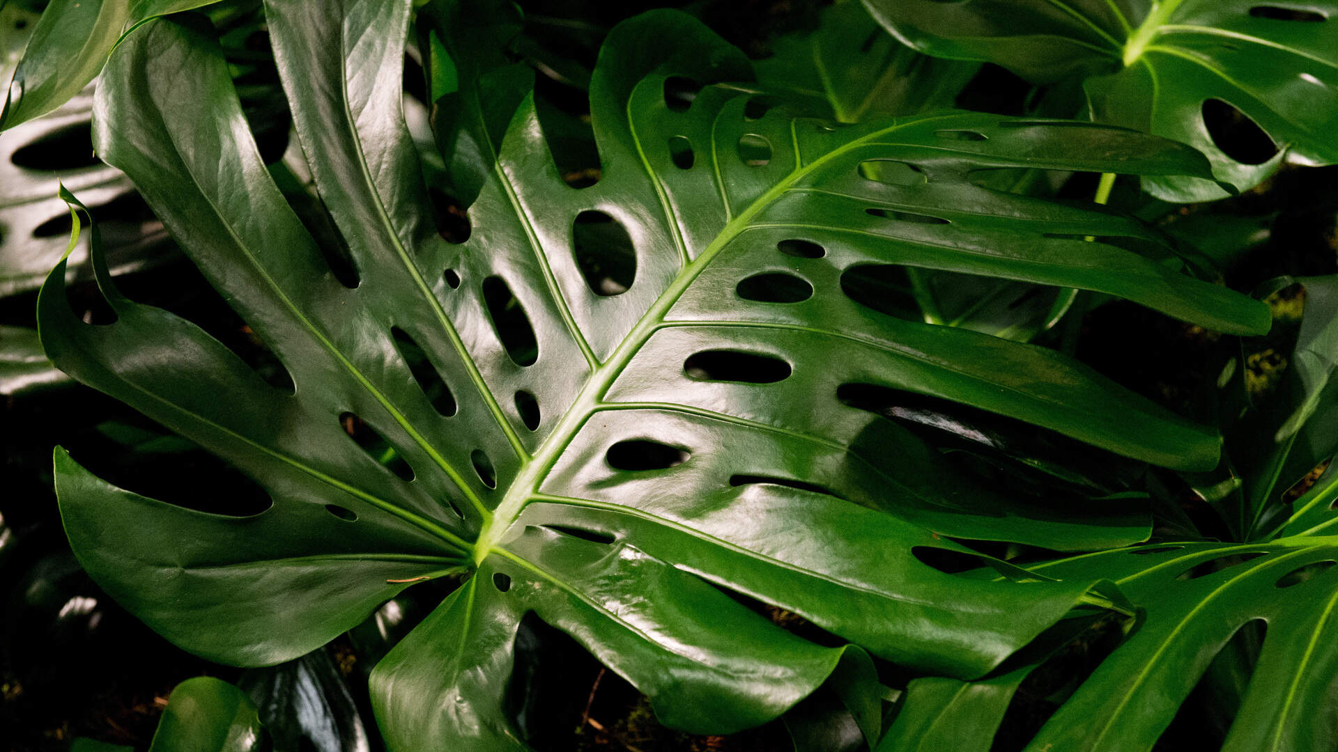 Warum die Zimmerpflanze Monstera so beliebt bleibt | Luxemburger Wort