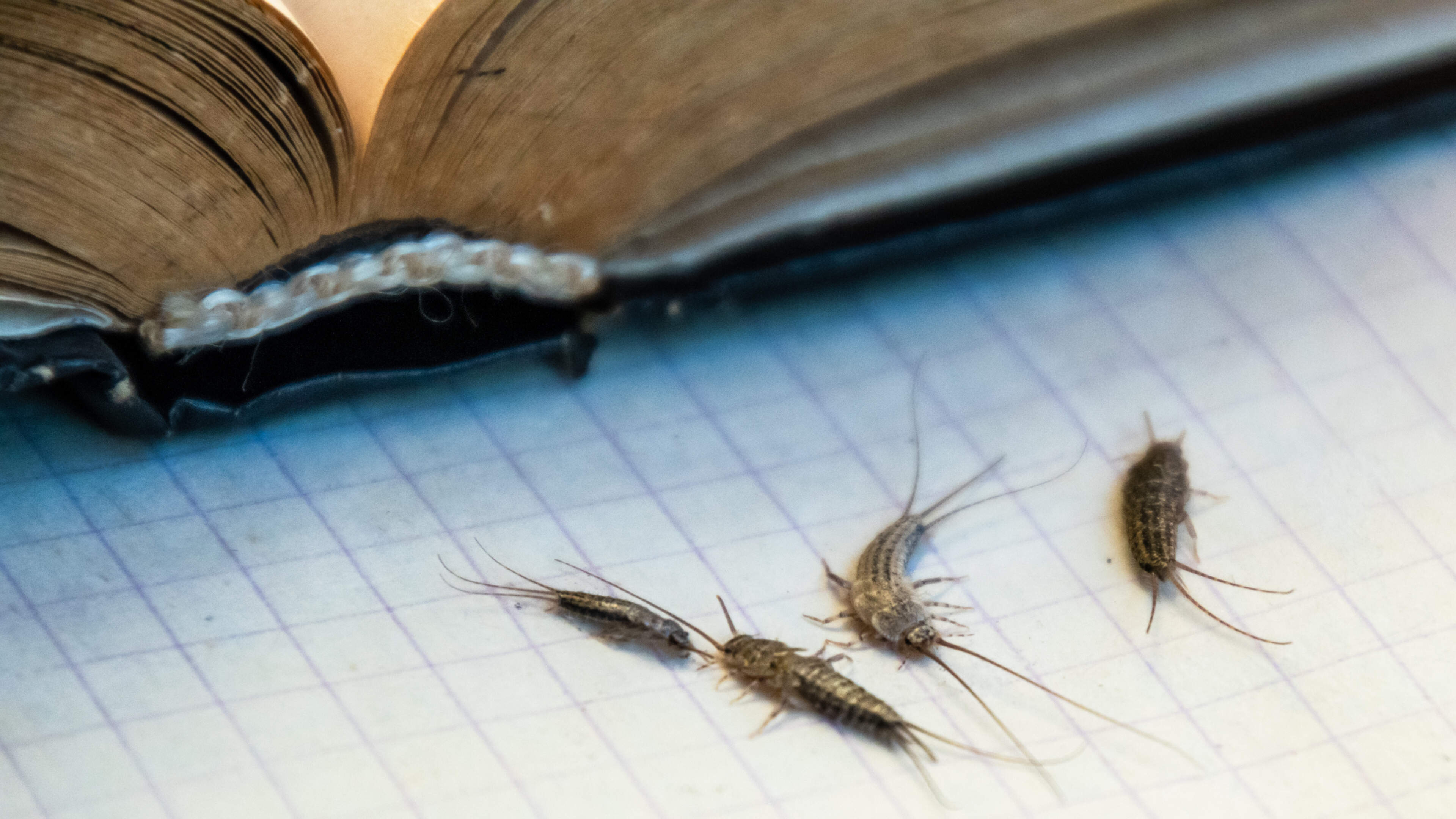 Papierfischchen: Sie kommen in Paketen und fressen sich durch Bücher