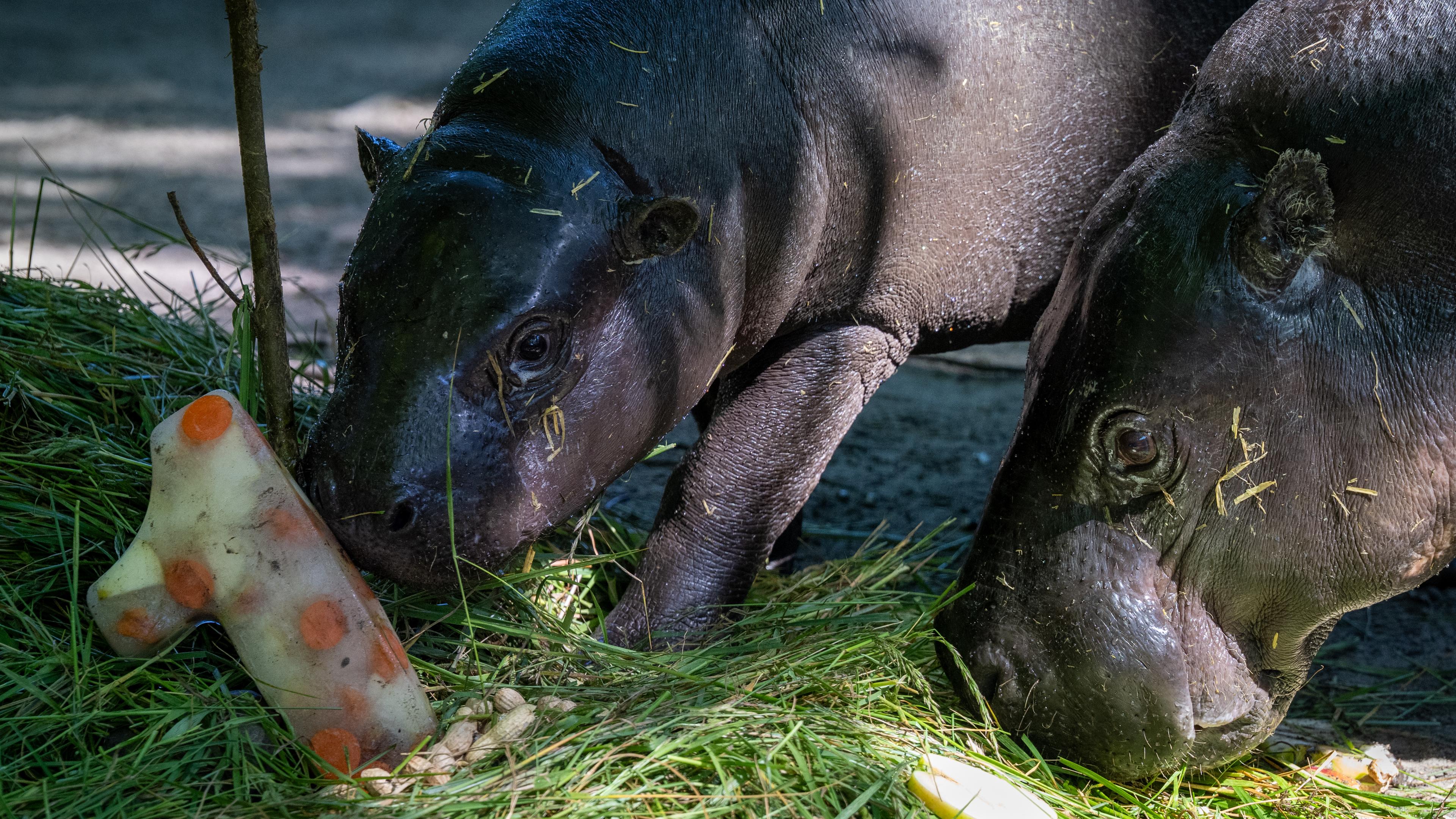 Pictures of the day: Double reason to celebrate