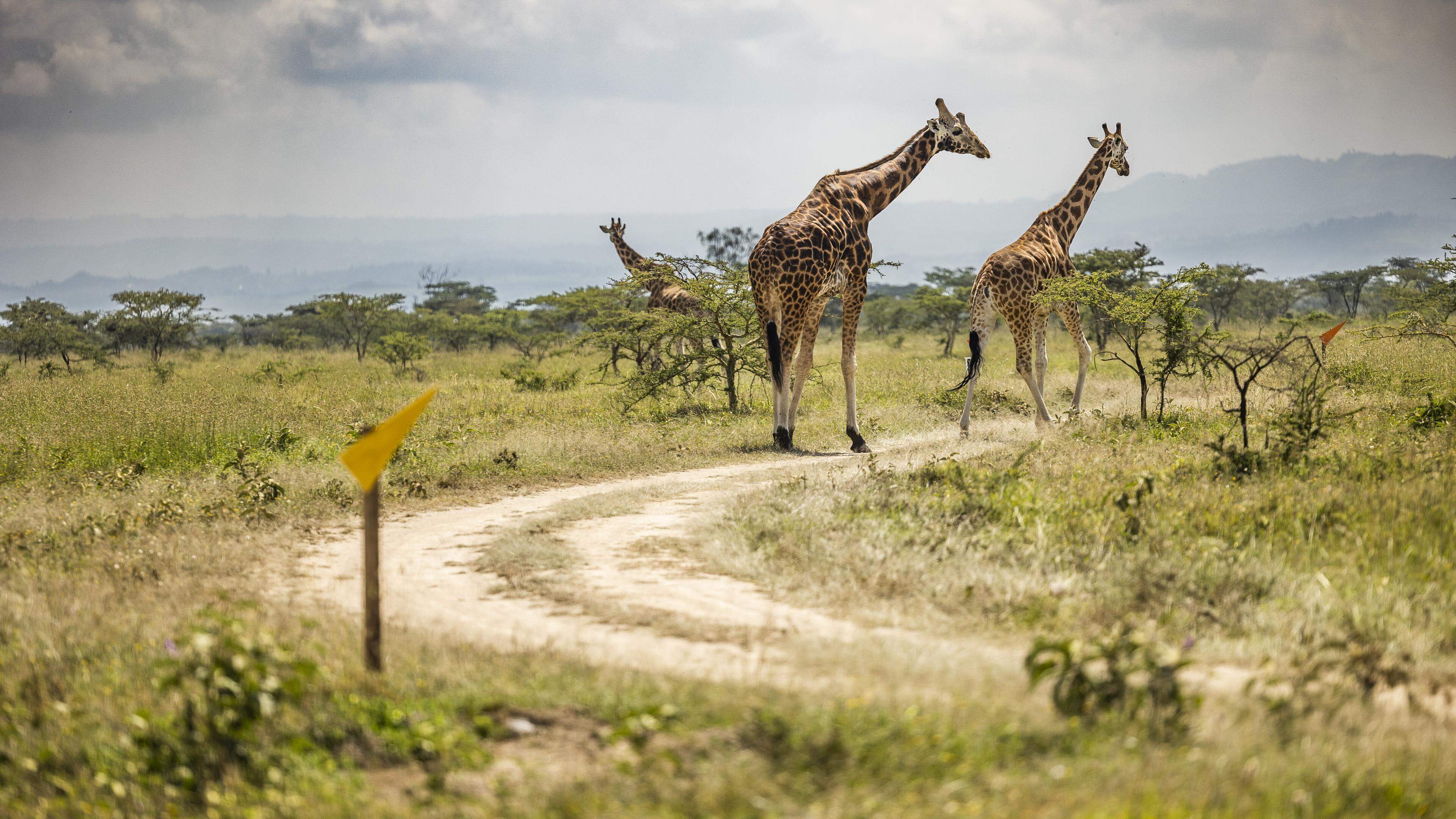 Outre les girafes, des zèbres ou des hippopotames pourraient également se balader sur et en dehors du parcours.