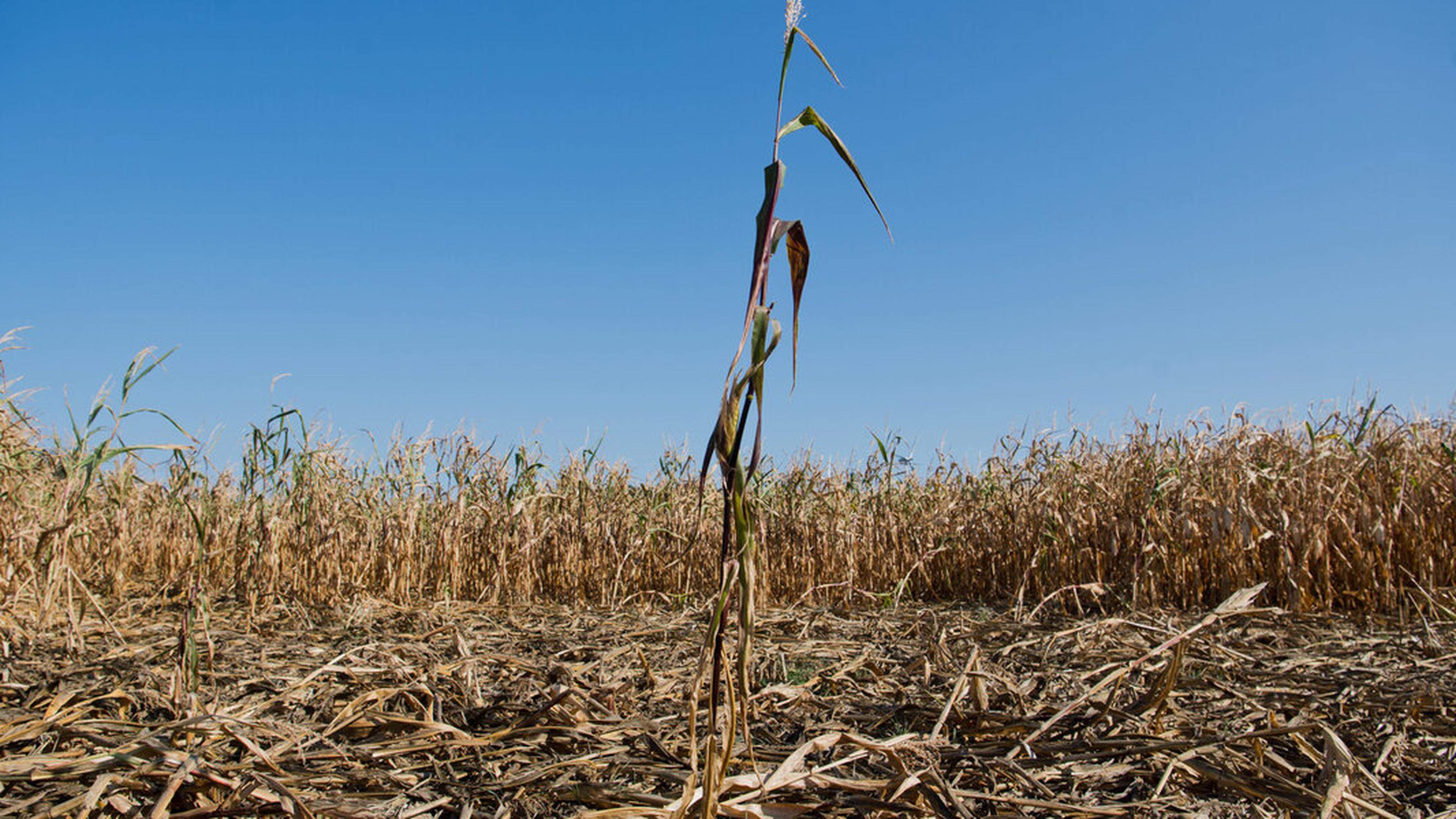 UN General Secretary: Humanity destroys land at an alarming pace